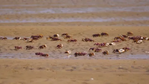 Crab on a Beach Slow Motion Video stock 288007448
