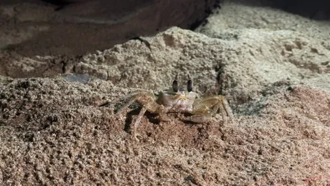 A crab on the beach. a small crab on a squeak Stock Footage 276559488