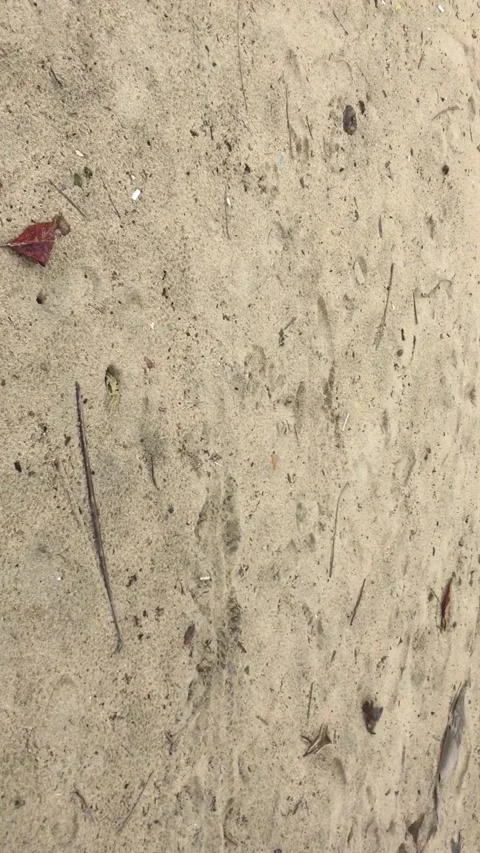 Crab at the beach staring at me. Stock Footage 133885982