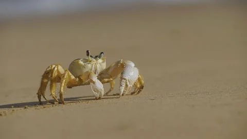 Crab on the beach in summer Stock Photos