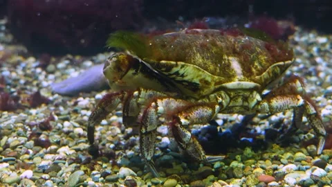 Crab from the behind Stock Footage 143219113