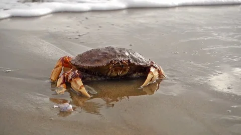 Crab Being Hit By Ocean Wave Stock Footage 71214600