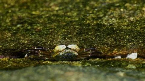 Crab in between rocks Видео 305522970