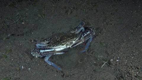 Crab with blue legs Stock Footage 246650609