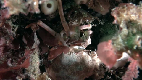 Crab on bottom of Barents Sea. Stock Footage 232769786