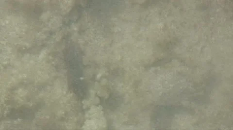 Crab on the bottom Stock-Footage 7340681