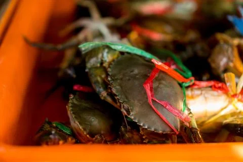 Crab in the box Stock Photos