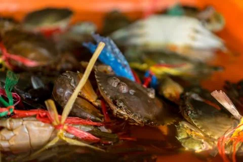 Crab in the box Stock Photos