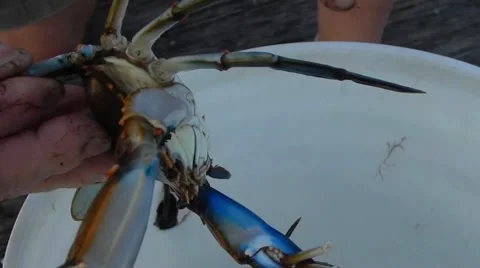 Crab in a bucket Vídeos de archivo 46072417