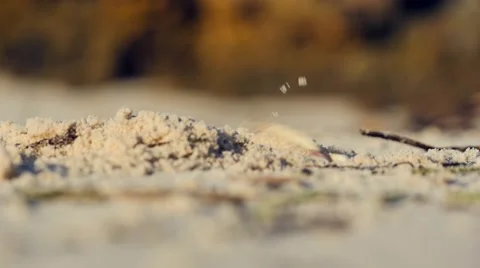 Crab building it's cave 03 Stock Footage 60372931