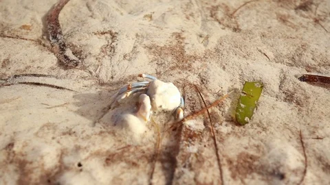 Crab Burying Itself Stock Footage 108642711