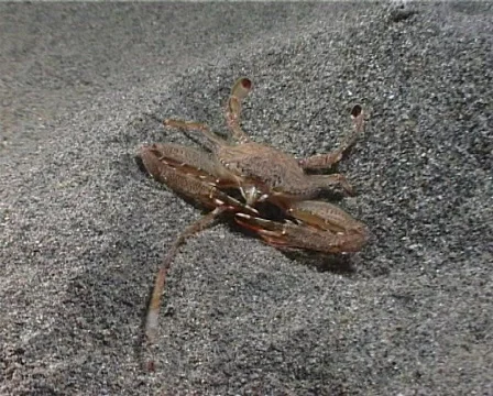 Crab (C121) 動画素材 104452