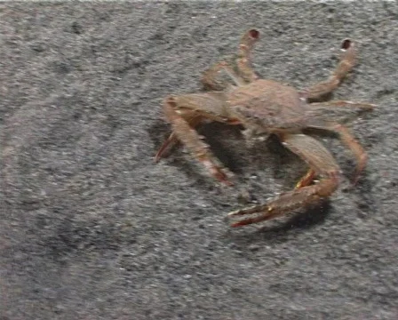 Crab (C122) 動画素材 104469