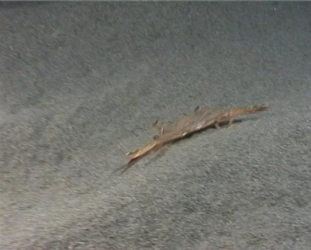 Crab (C123) 動画素材 104600