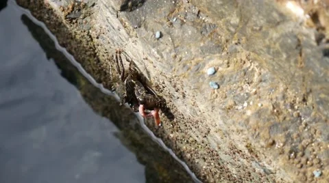 Crab carries the worm. Vídeos de archivo 64011710