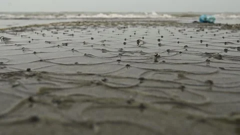 Crab Castings and Sand Patterns on Ocean Shore at Low Tide Stock Footage 239170532