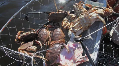 Crab Catch 库存影片 2413845