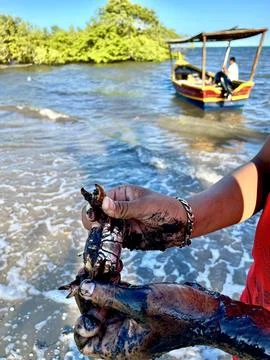 Crab catcher working Stock Photos