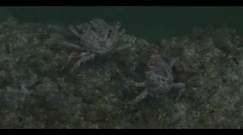Crab chases away competition Stock Footage 11077962
