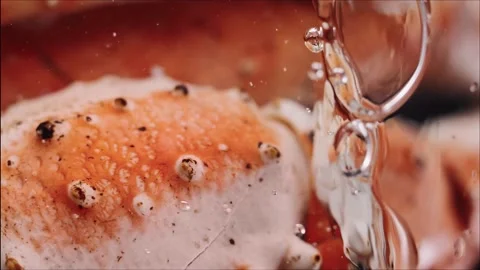 Crab claw in its shell is boiled in a deli pot. Macro. Vertical video Stock Footage 273076060