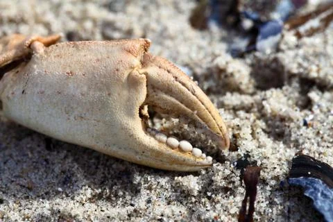 Crab Claw 库存照片