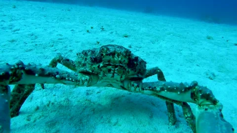 Crab with claws backing up sideways on the seabed Stock Footage 240734279