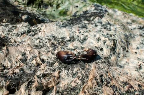 Crab claws closeup Stock Photos
