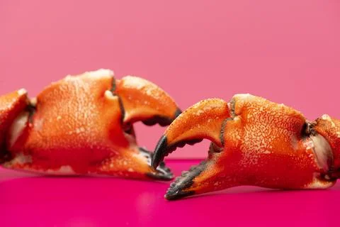 Crab claws macro on minimal background. Crab boiled delicacy fresh. Crab sh.. Stock Photos