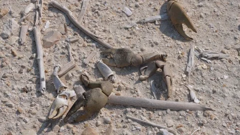 Crab Claws Scattered on Beach Stock Footage 305956495