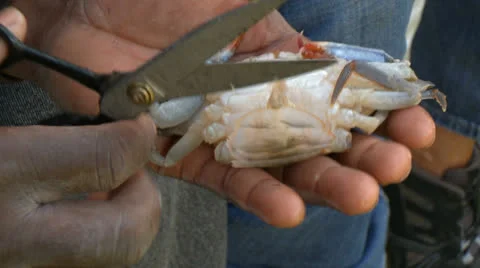 Crab cleaning 01 HD Stock Footage 22800377