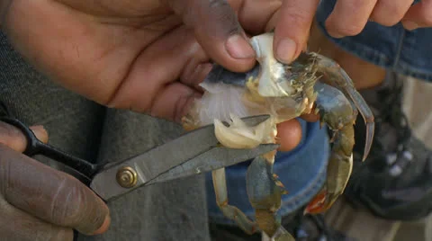 Crab cleaning 02 HD Video stock 22800505