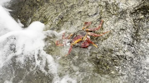 Crab climbs rock Stock Footage 165083260