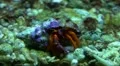 Crab close up 20111120 183607 HD Footage