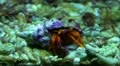 Crab close up 20111120 183901 HD Footage