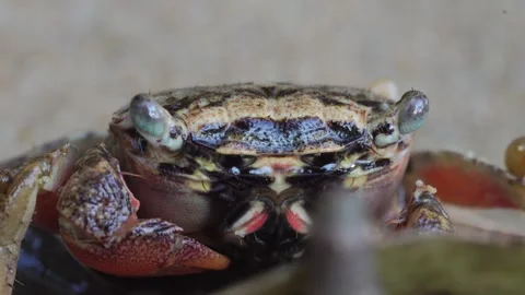 Crab close-up. Stock Footage 304898930
