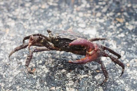 Crab close up it protect self from any harm Stock Photos