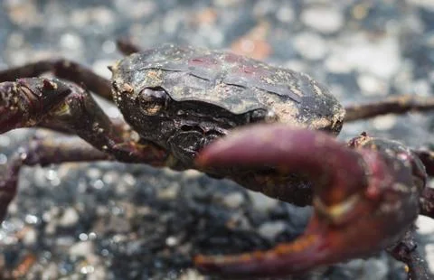 Crab close up it protect self from any harm Stock Photos