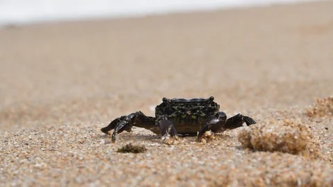 Crab Close-up in sand beach Stock Footage