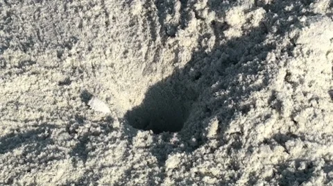 Crab Close Shot 001 Video stock 7741045
