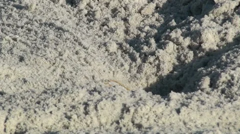 Crab Close Shot 002 Stock Footage 7740610