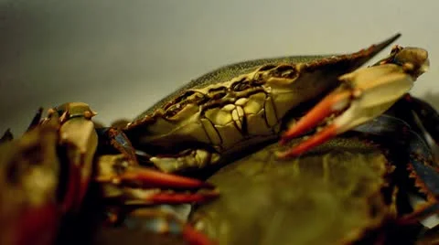Crab Close Up Shot Stock Footage 10709251