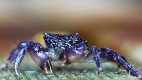 A Crab Close Up While Eating Stock Footage 145732179