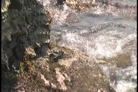 Crab on the Coast Stock Footage 1000415