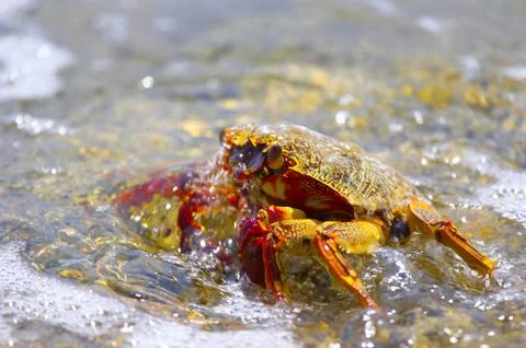 Crab on the coast Foto stock