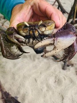 Crab Collected on the Beach Stock Photos