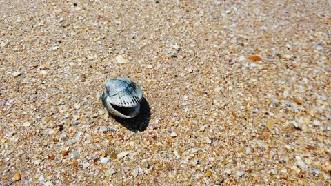The crab comes out of the shell Stock Footage 162059204