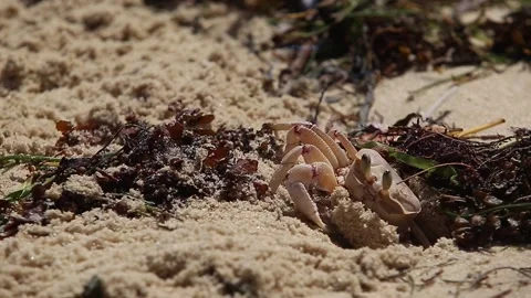 A crab coming out of its nest Stock Footage 148549745