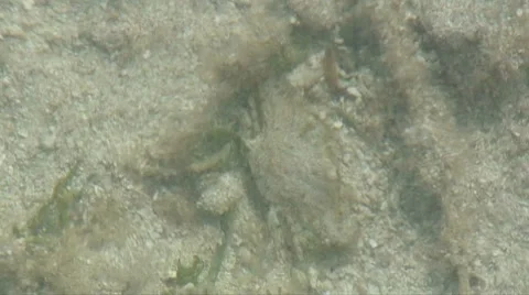 Crab communication Stock Footage 7340541