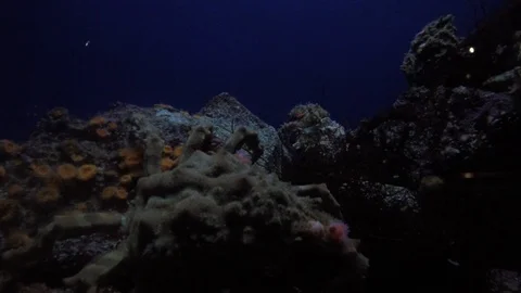 Crab on coral reef, 4K Stock Footage 88640249