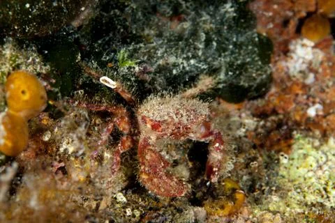 Crab on Corals Foto stock